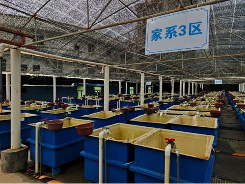 廈門市海洋與水產(chǎn)學會海洋文化與科普專業(yè)委員會晉江圍頭調(diào)研